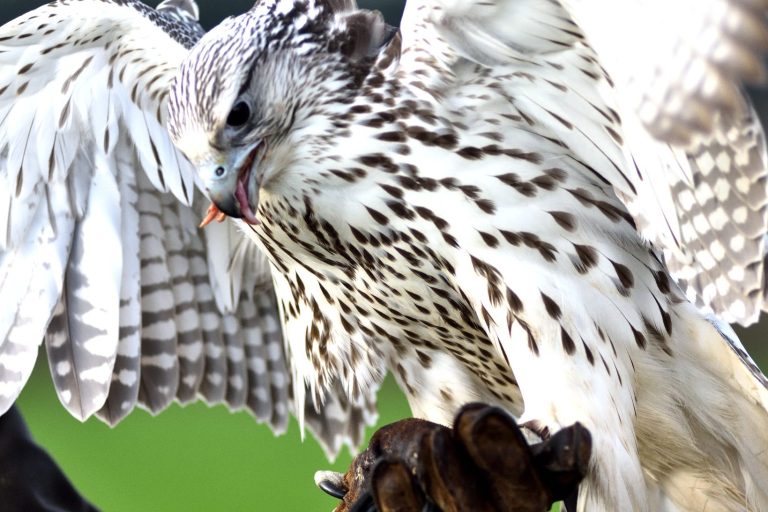 falknerei, greifvogel falknerausbildung